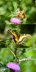 Papilio machaon