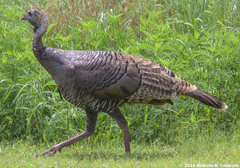 Meleagris gallopavo intermedia