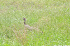 Meleagris gallopavo intermedia