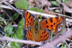 Polygonia c-album