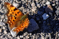 Polygonia c-album