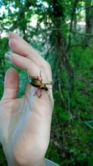 Carabus auratus