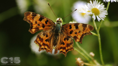 Polygonia c-album