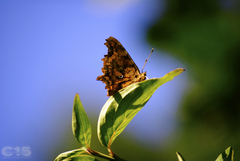 Polygonia c-album