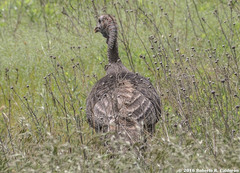 Meleagris gallopavo intermedia