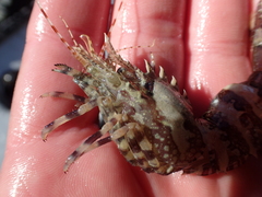 Lebbeus groenlandicus