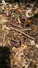 Helvella acetabulum