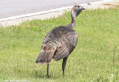 Meleagris gallopavo intermedia