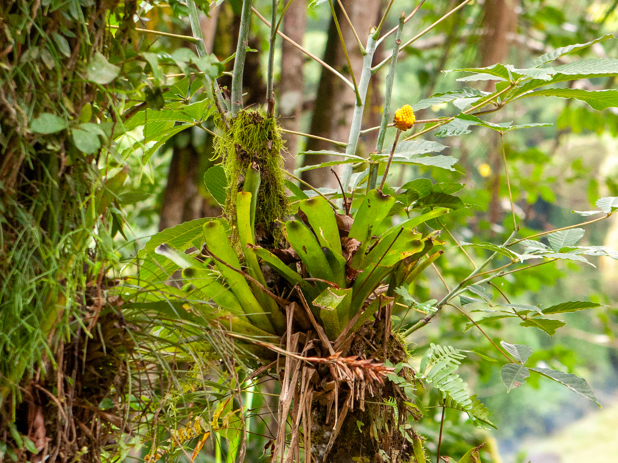 Aechmea calyculata