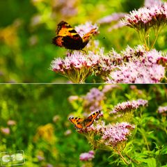Aglais urticae