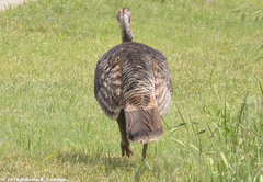 Meleagris gallopavo intermedia