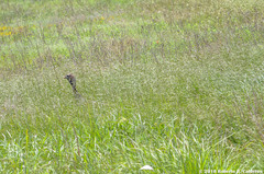 Meleagris gallopavo intermedia