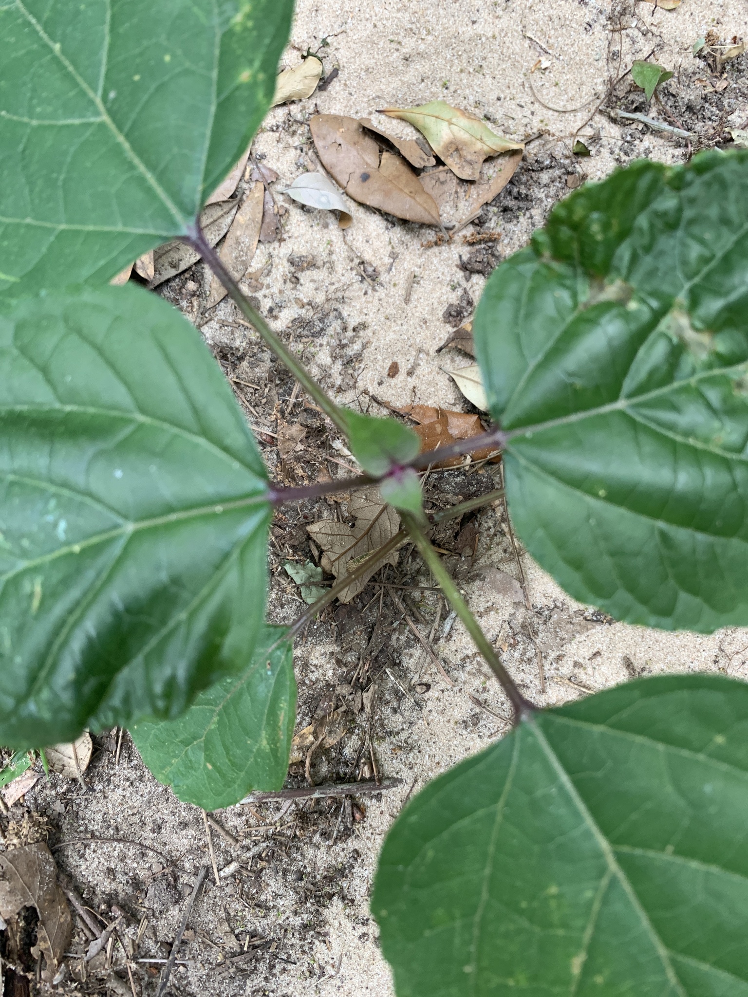 Imagem de Clerodendro