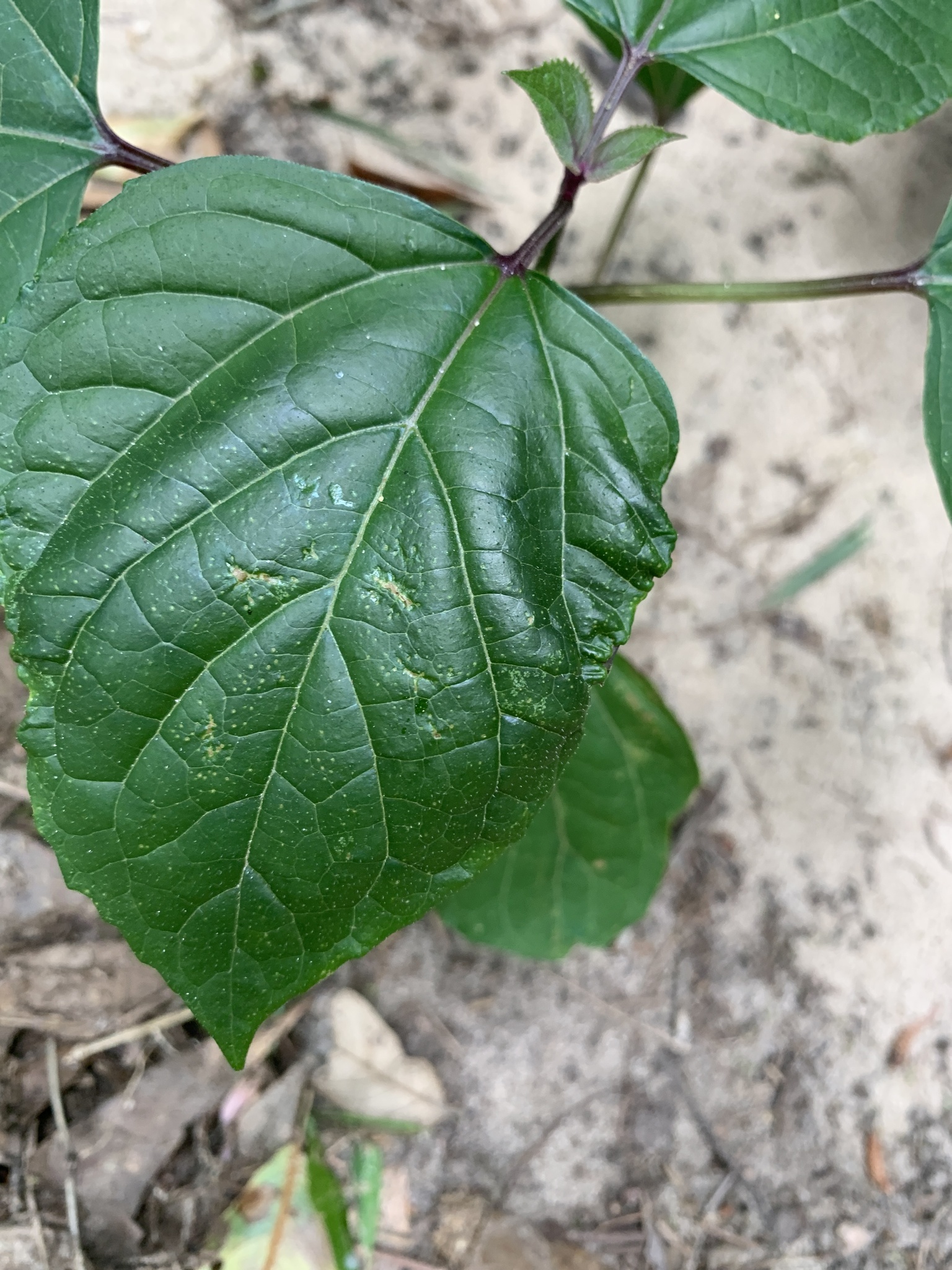 Imagem de Clerodendro