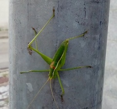 Odontura glabricauda