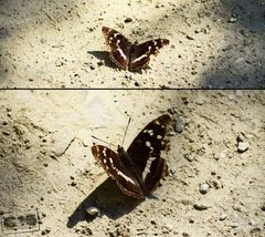 Apatura iris