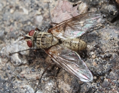 Cryptomeigenia