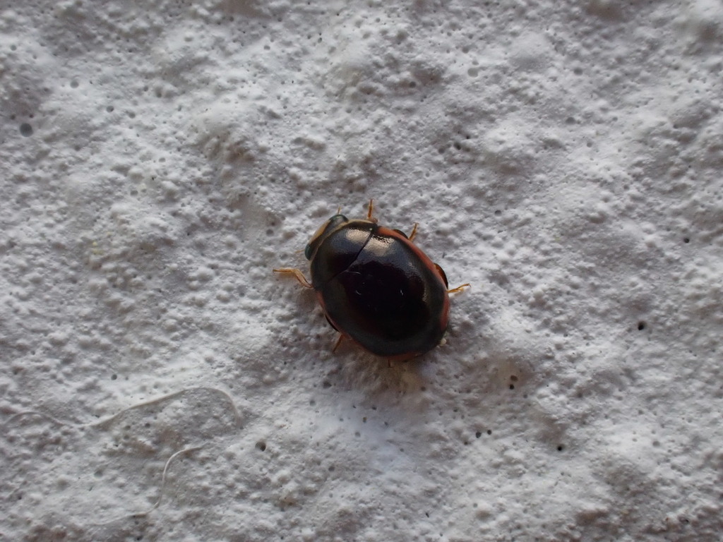 Curved Lady Beetle