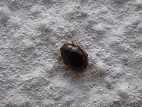 Curved Lady Beetle