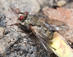 Cryptomeigenia
