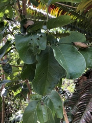 Combretum zeyheri