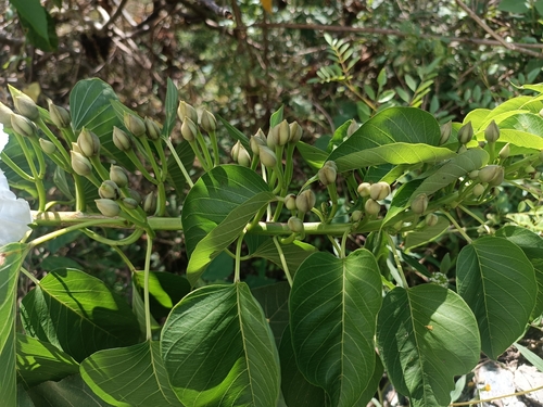 Image of Ipomoea pauciflora by no rights reserved