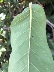 Combretum zeyheri