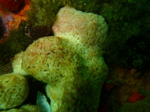 Polycheria atolli