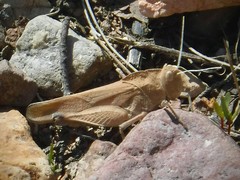 Tomonotus ferruginosus