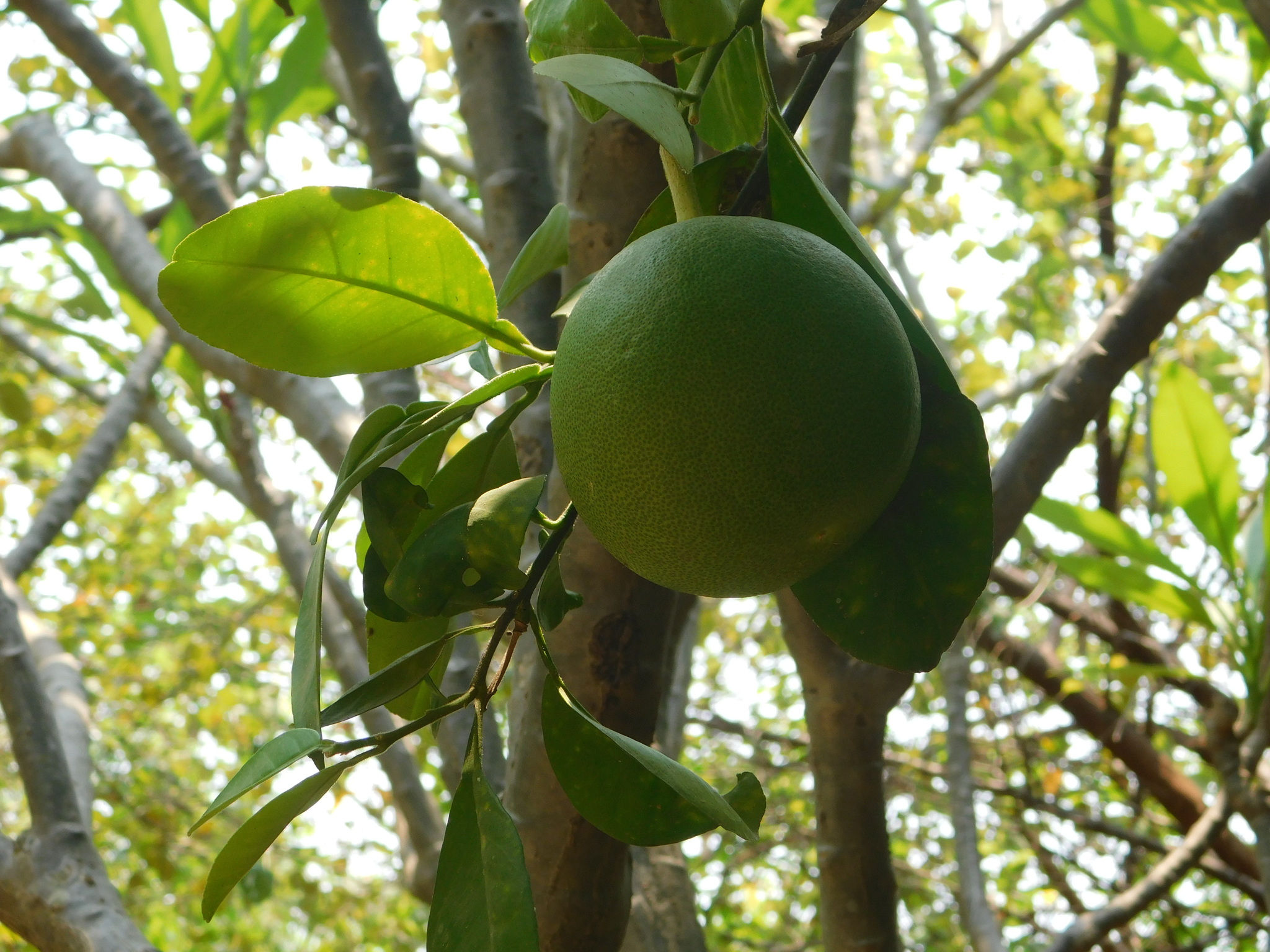 Imagem de Pomelo