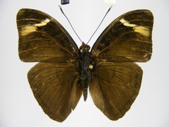 Bebearia leptotypa