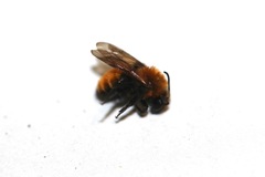 Andrena milwaukeensis