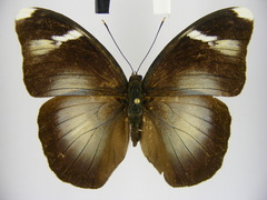 Bebearia leptotypa
