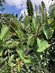 Helinus integrifolius