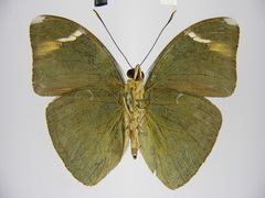 Bebearia leptotypa