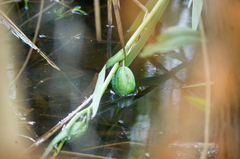 Iris giganticaerulea