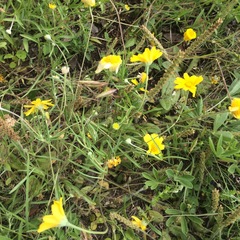 Tetraneuris linearifolia