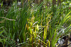 Iris giganticaerulea