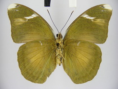 Bebearia leptotypa