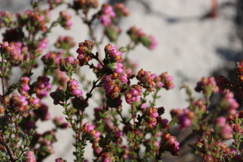 Image of Erica clavisepala by (c) Tony Rebelo, some rights reserved (CC BY-SA)