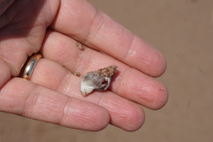 Urosalpinx cinerea image