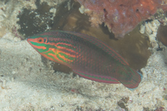 Halichoeres biocellatus