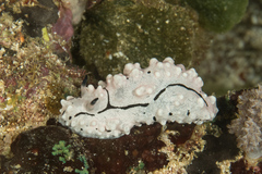 Phyllidiidae