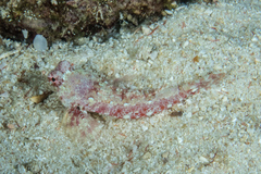 Synchiropus morrisoni