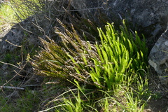 Polystichum imbricans imbricans