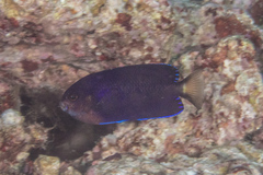 Centropyge fisheri