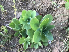 Hylotelephium telephium