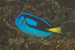 Paracanthurus hepatus