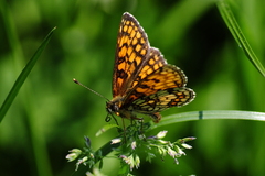 Melitaea