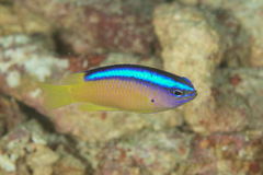 Chrysiptera caeruleolineata